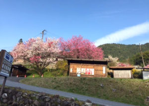 木曽谷と北海道の4月末