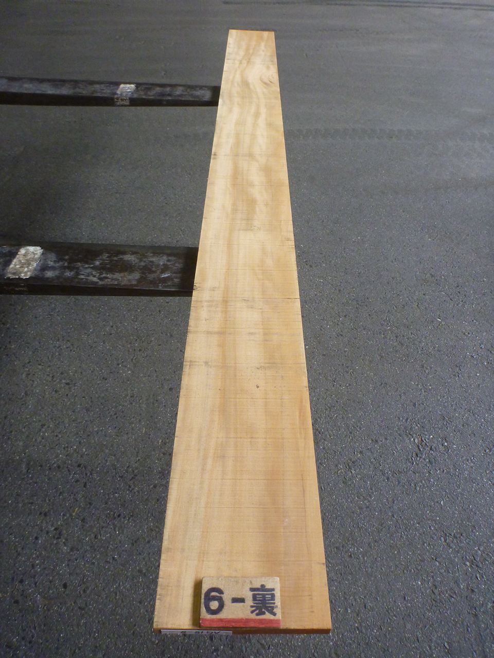 アガチス 18ミリ