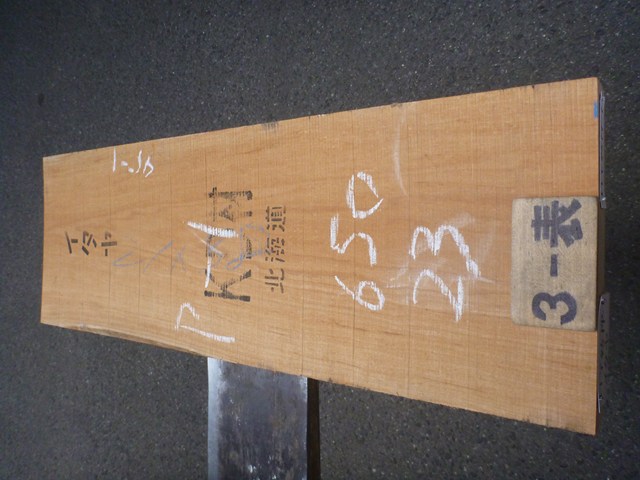 イタヤカエデ 45ミリ