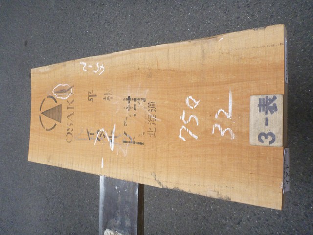 イタヤカエデ 45ミリ